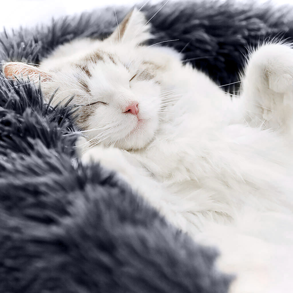 Dog Round Cat Winter Warm Sleeping Bag Long Plush Soft Pet Bed Calming Bed Soft Dog long plush Kennel Dog House Washable Basket Dog Round Cat Winter Warm Sleeping Bag Long Plush Soft Pet Bed Calming Bed Soft Dog long plush Kennel Dog House Washable Basket